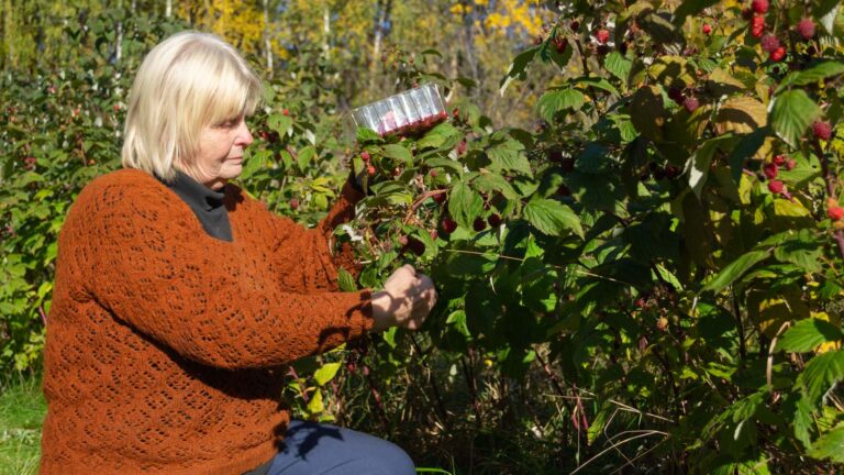 Peipsikaup Marjarulli meister Tiia Kivesti